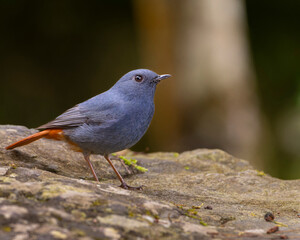 Plumbeous water redstart bird perched in a tree, bird on a rock, male bird