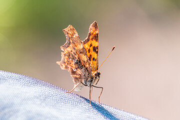 Orange colored butterfly (Polygonia c-album) resting
