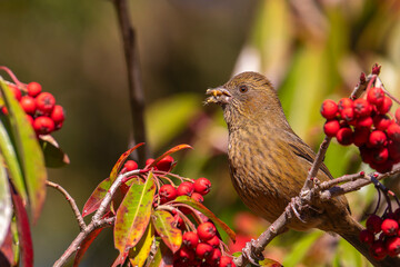 Taiwan Rosefinch, an endemic bird from Taiwan that eats fruits in the tree