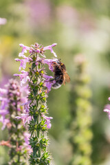 A bee collects pollen on Purple Betony flowers or Betony, Wood Betony, Bishopwort, Bishop's Wort.