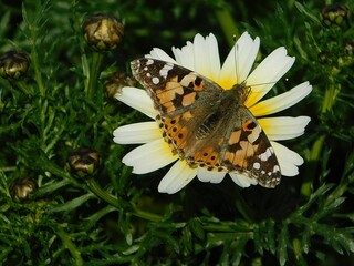 A painted lady, or Vanessa cardui butterfly, on a crown daisy or Glebionis coronaria wild flower