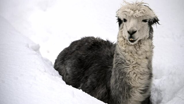 Black and white llama alpaca standing in snow winter snowdrift. 4k raw cinematic slow motion video