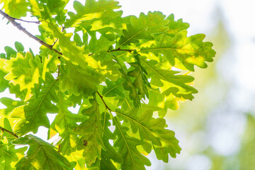 Green oak leaves background. Plant and botany nature texture. green oak leaves in woods