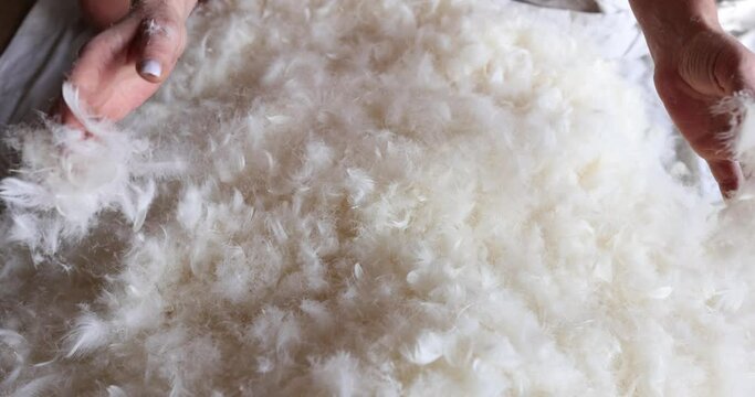 Hands hold lot of white goose feathers