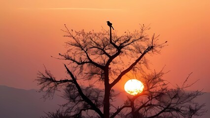 sunset in the forest