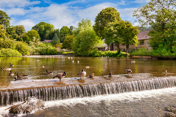 Bakewell, Derbyshire, England - Canada geese and ducks on the weir on the River Wye.