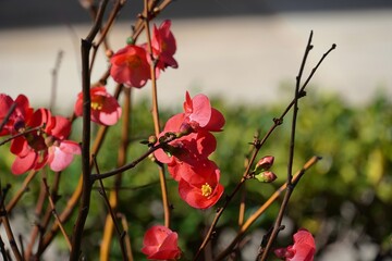 Cydonia, or Chaenomeles japonica red flowers