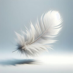 white feather on a white background