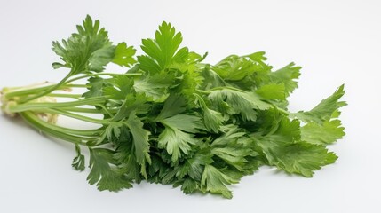 fresh celery leaves isolated on white background