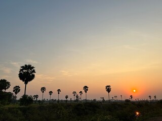 Fototapeta na wymiar sugar palm tree on meadow at sunset with sun.