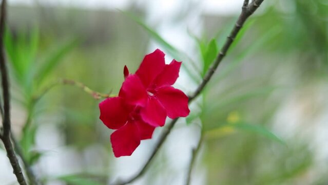 Red oleander flower in the garden