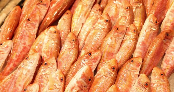 Fresh red mullet laid out in several rows on tray at market