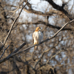 Red-tailed hawk