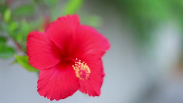 Red Hibiscus flower 