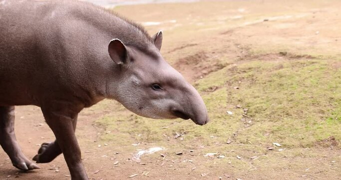 South American tapir walking in park.
