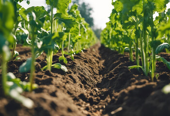 Young plants growing in soil rows on a farm with sunlight highlighting the fresh green leaves.