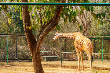 Northern Giraffe in  Nandan Kannan Zoological Park. Orissa, India.