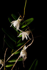 Gorgeous white Pigeon Orchid (Dendrobium crumenatum) with yellow core, strikingly photographed...