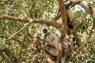 Gray Langurs on tree in the forest of India.