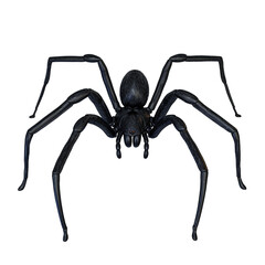 Obraz premium spider on a white background