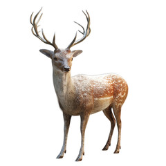 Naklejka na ściany i meble deer isolated on white
