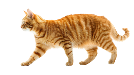 ginger cat walks isolated on transparent background