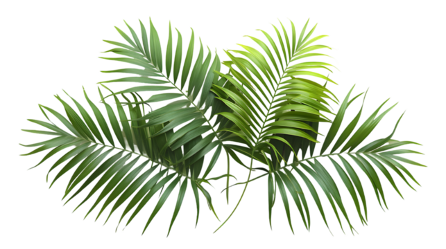 Green palm branch leaves shapes cutout isolated on transparent background