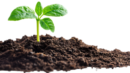 growing sprout from a heap with soil isolated on transparent background.