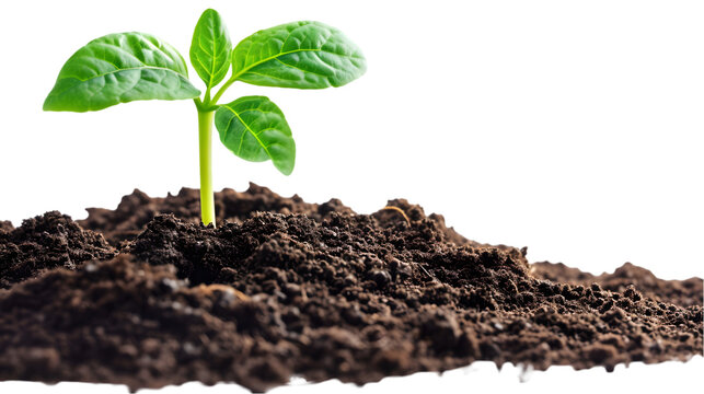growing sprout from a heap with soil isolated on transparent background.