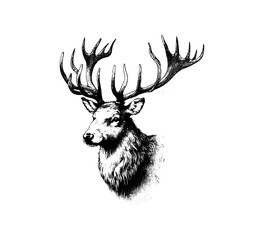 Fototapeta premium Reindeer Hand Drawn Vector illustration graphic