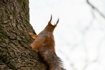 Close-up shot of the Red Squirrel