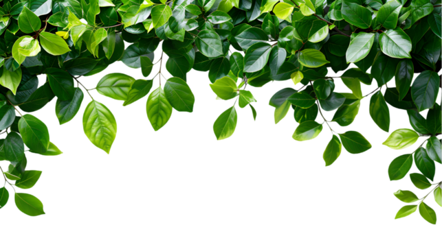 Large tree branches and foliage leaves on top border isolated on transparent background