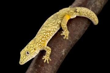 Bauer's Chameleon Gecko (Eurydactylodes agricolae)