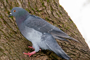 Closeup of beautiful pigeon in the park, selective focus.