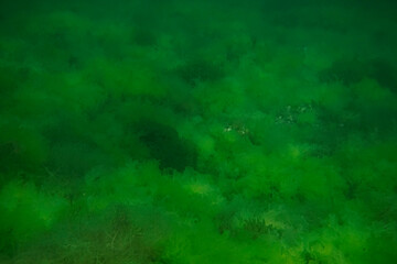 Fototapeta na wymiar Green mosses landscape, like an underwater painting