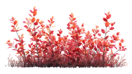 Foto op Aluminium Red shrubs plants cutout isolated on transparent background © master graphics 