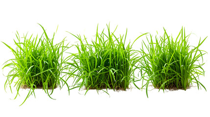 Set of fresh green grass in foreground isolated on transparent background