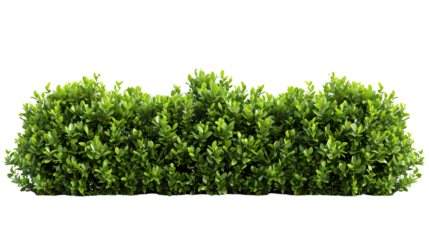 Shrubs green plants fence line cut out isolated on transparent background