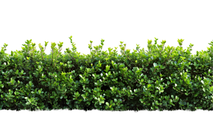 Shrubs green plants fence line cut out isolated on transparent background