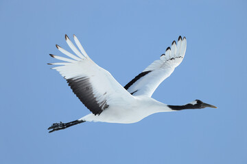 Japanese crane flying high in the sky, Kushiro in Hokkaido, Japan