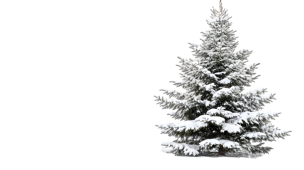 snow covered fir tree isolated on transparent background