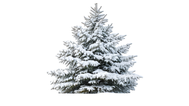 snow covered fir tree isolated on transparent background