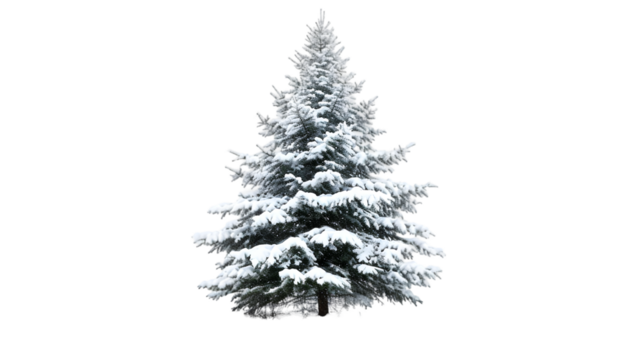 snow covered fir tree isolated on transparent background