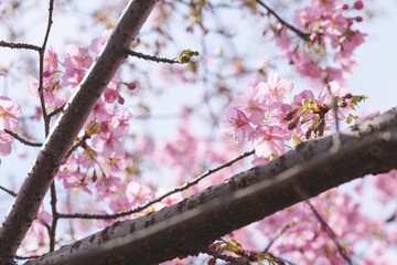 Blossoming cherry tree with pink flowers