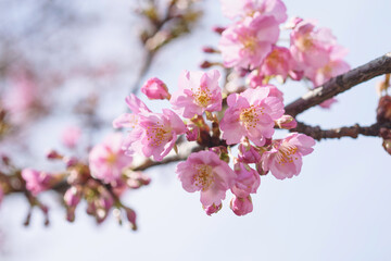 Fototapeta premium cherry blossom tree in springtime with bokeh and sunny lights