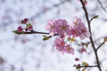  cherry blossom tree in springtime with bokeh and sunny lights