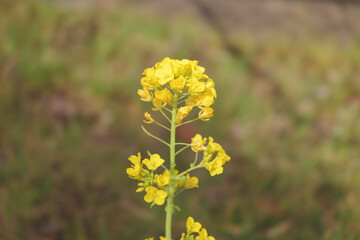 Field of yellow rape blossoms, close-up. Spring background.