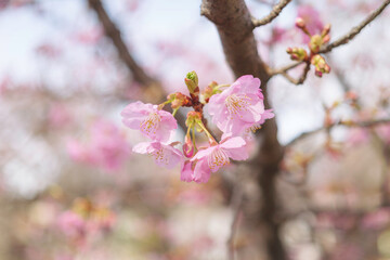  cherry blossom tree in springtime with bokeh and sunny lights