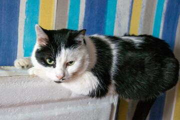 A white cat with black spots lies on a white radiator
