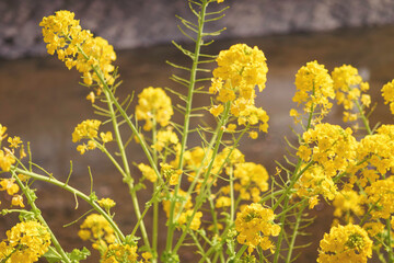 Field of yellow rape blossoms, close-up. Spring background.